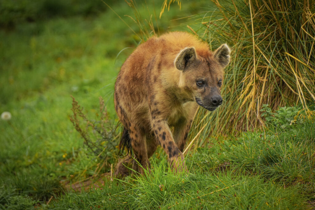 Who is The New Hyena Noubia at Yorkshire Wildlife Park? Post image 29 Image name Speedy 06 the 29 image from the post Who is The New Hyena Noubia at Yorkshire Wildlife Park? in Yorkshire.com.