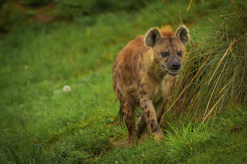 Who is The New Hyena Noubia at Yorkshire Wildlife Park? Post image 30 Image name Speedy 07 the 30 image from the post Who is The New Hyena Noubia at Yorkshire Wildlife Park? in Yorkshire.com.