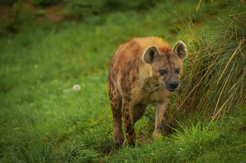 Who is The New Hyena Noubia at Yorkshire Wildlife Park? Post image 31 Image name Speedy 08 the 31 image from the post Who is The New Hyena Noubia at Yorkshire Wildlife Park? in Yorkshire.com.