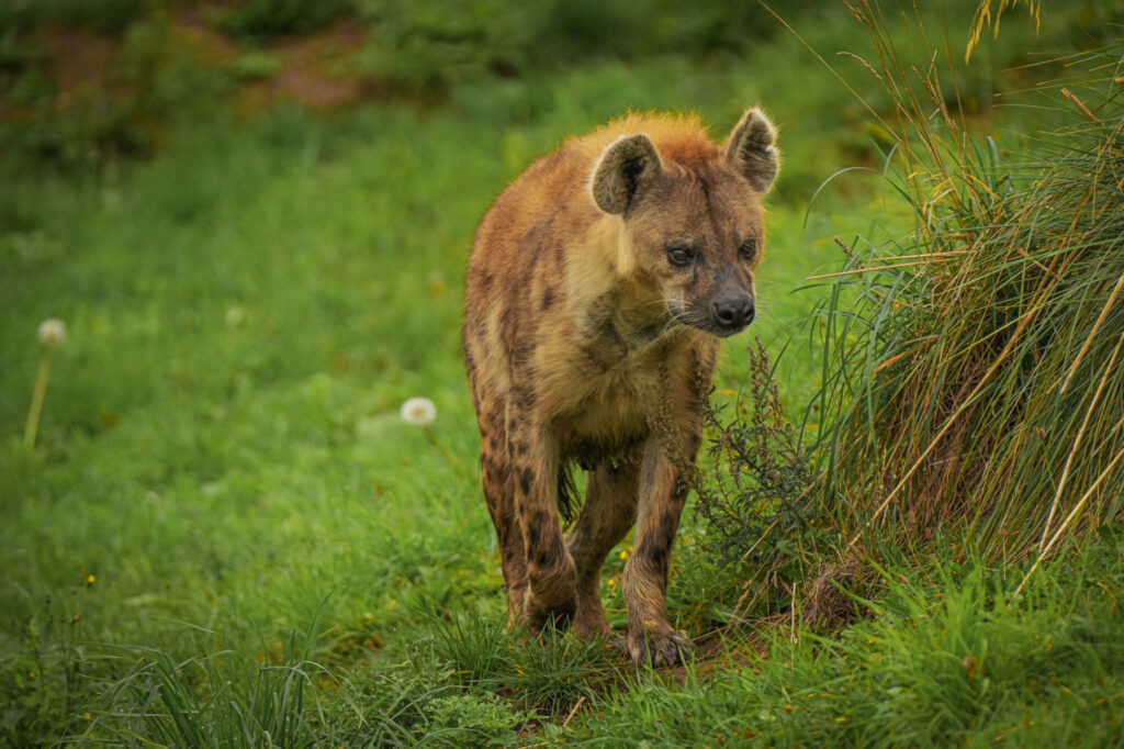 Who is The New Hyena Noubia at Yorkshire Wildlife Park? Post image 32 Image name Speedy 09 the 32 image from the post Who is The New Hyena Noubia at Yorkshire Wildlife Park? in Yorkshire.com.