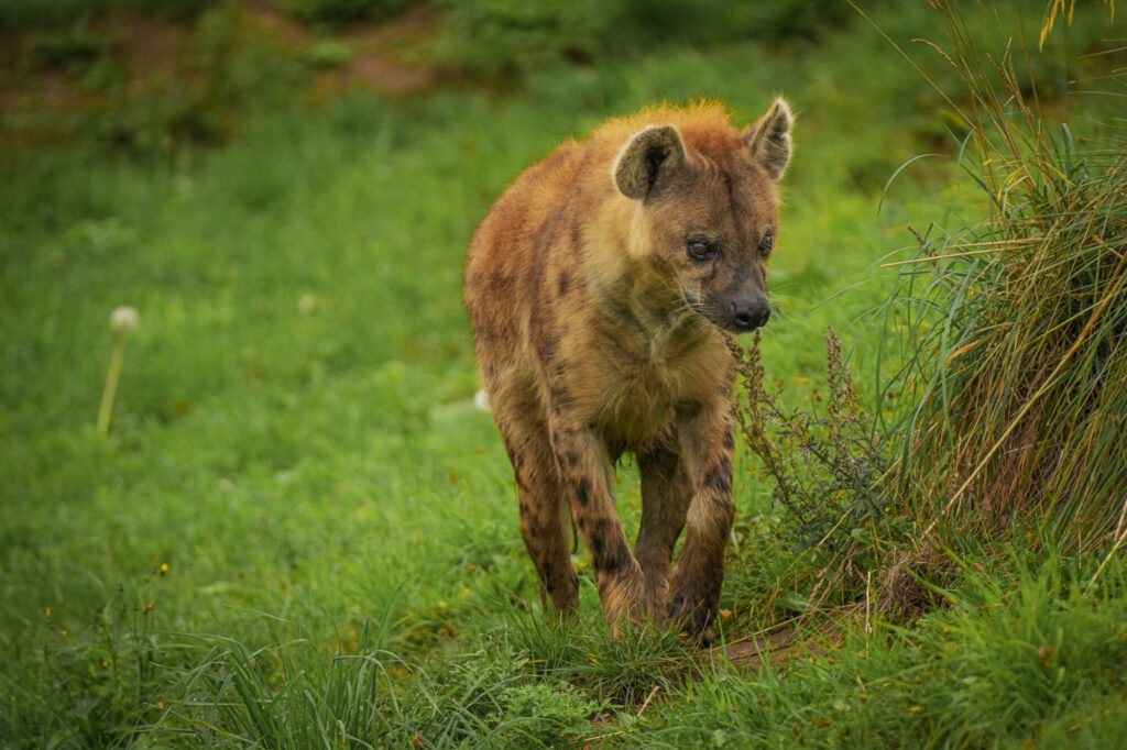 Who is The New Hyena Noubia at Yorkshire Wildlife Park? Post image 33 Image name Speedy 10 the 33 image from the post Who is The New Hyena Noubia at Yorkshire Wildlife Park? in Yorkshire.com.