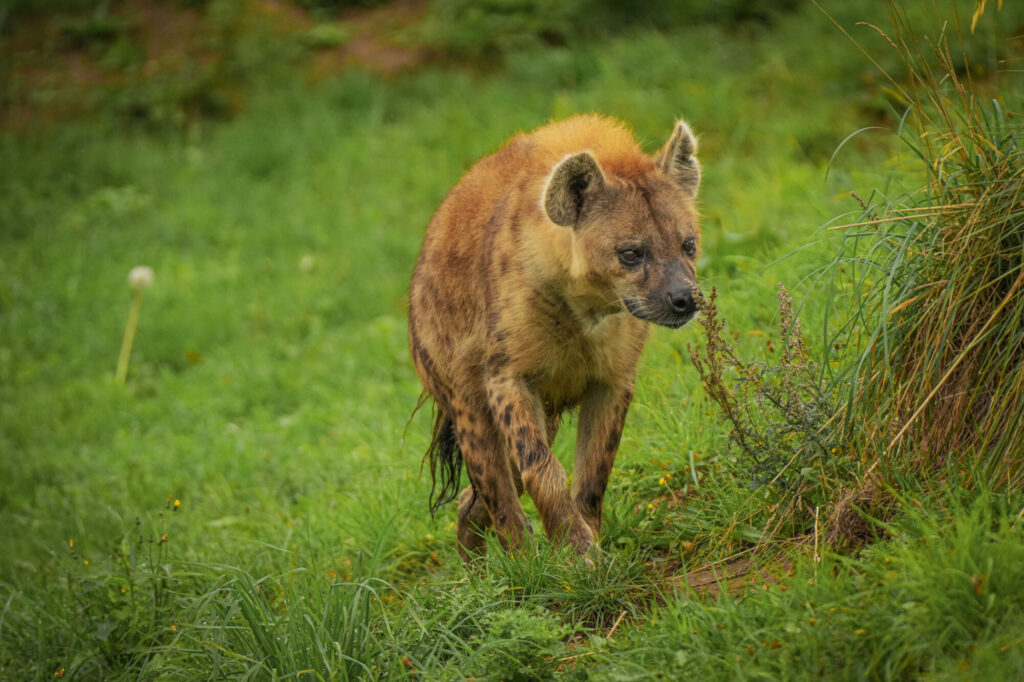 Who is The New Hyena Noubia at Yorkshire Wildlife Park? Post image 34 Image name Speedy 11 the 34 image from the post Who is The New Hyena Noubia at Yorkshire Wildlife Park? in Yorkshire.com.