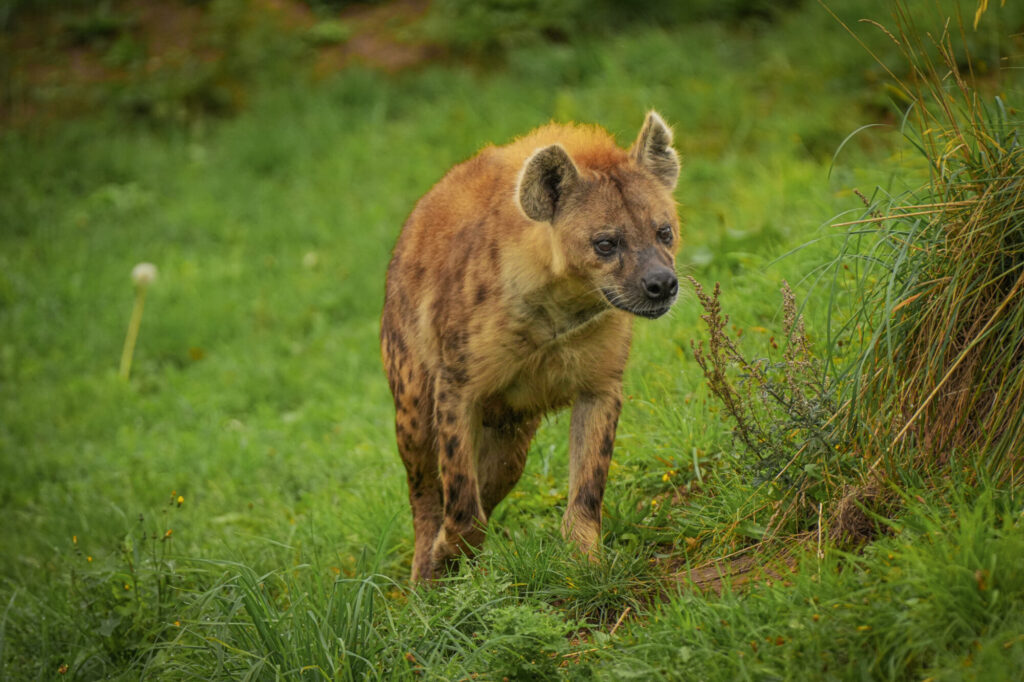 Who is The New Hyena Noubia at Yorkshire Wildlife Park? Post image 35 Image name Speedy 12 the 35 image from the post Who is The New Hyena Noubia at Yorkshire Wildlife Park? in Yorkshire.com.