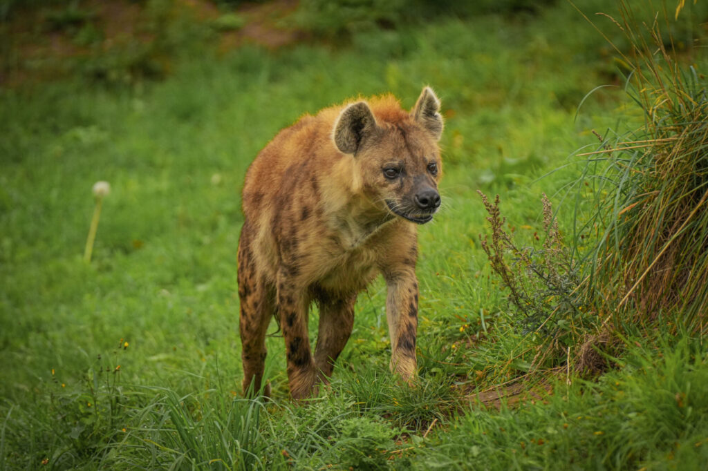 Who is The New Hyena Noubia at Yorkshire Wildlife Park? Post image 36 Image name Speedy 13 the 36 image from the post Who is The New Hyena Noubia at Yorkshire Wildlife Park? in Yorkshire.com.
