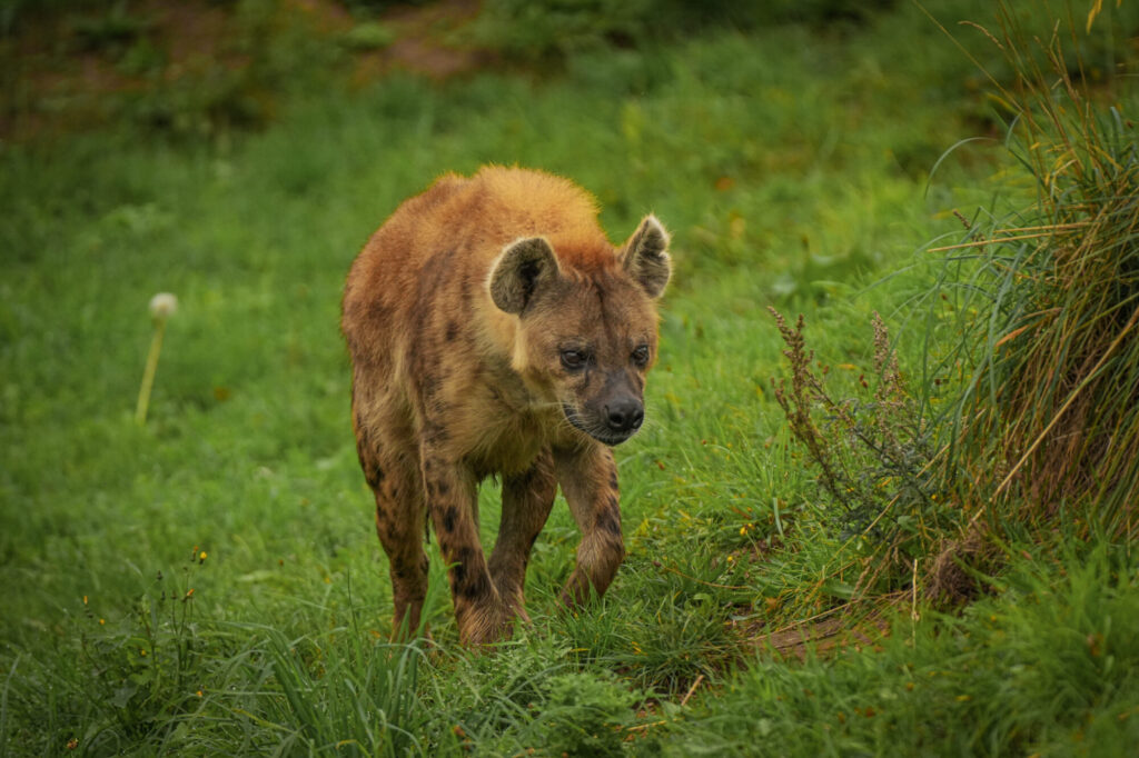 Who is The New Hyena Noubia at Yorkshire Wildlife Park? Post image 37 Image name Speedy 14 the 37 image from the post Who is The New Hyena Noubia at Yorkshire Wildlife Park? in Yorkshire.com.