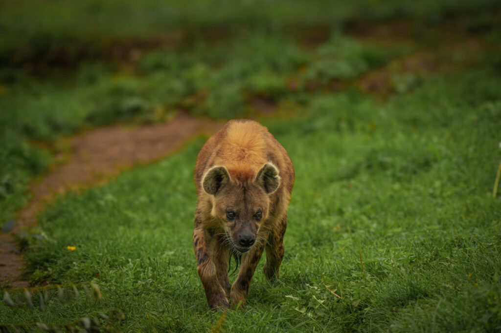 Who is The New Hyena Noubia at Yorkshire Wildlife Park? Post image 38 Image name Speedy 15 the 38 image from the post Who is The New Hyena Noubia at Yorkshire Wildlife Park? in Yorkshire.com.