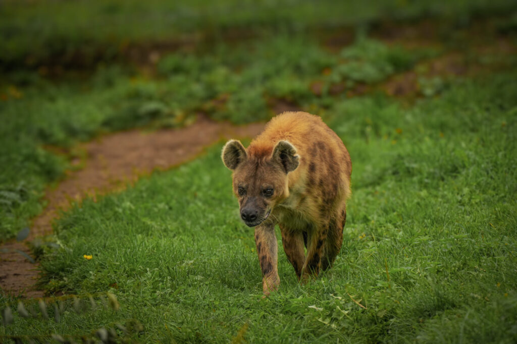 Who is The New Hyena Noubia at Yorkshire Wildlife Park? Post image 39 Image name Speedy 16 the 39 image from the post Who is The New Hyena Noubia at Yorkshire Wildlife Park? in Yorkshire.com.