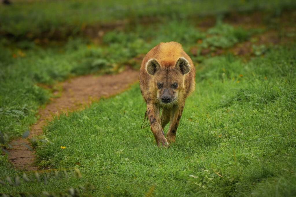 Who is The New Hyena Noubia at Yorkshire Wildlife Park? Post image 40 Image name Speedy 17 the 40 image from the post Who is The New Hyena Noubia at Yorkshire Wildlife Park? in Yorkshire.com.
