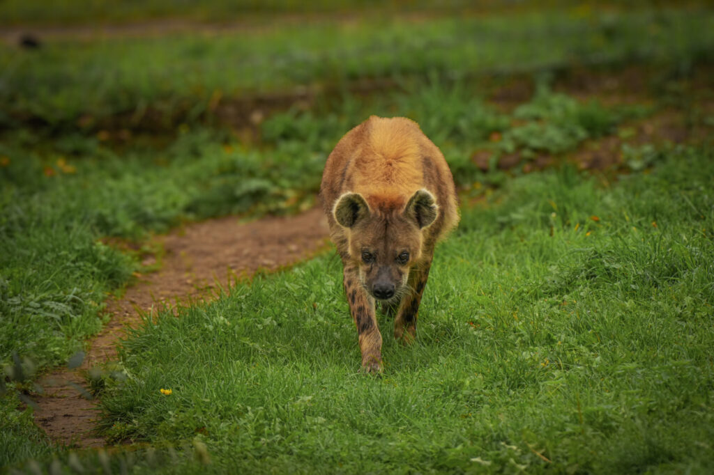 Who is The New Hyena Noubia at Yorkshire Wildlife Park? Post image 41 Image name Speedy 18 the 41 image from the post Who is The New Hyena Noubia at Yorkshire Wildlife Park? in Yorkshire.com.