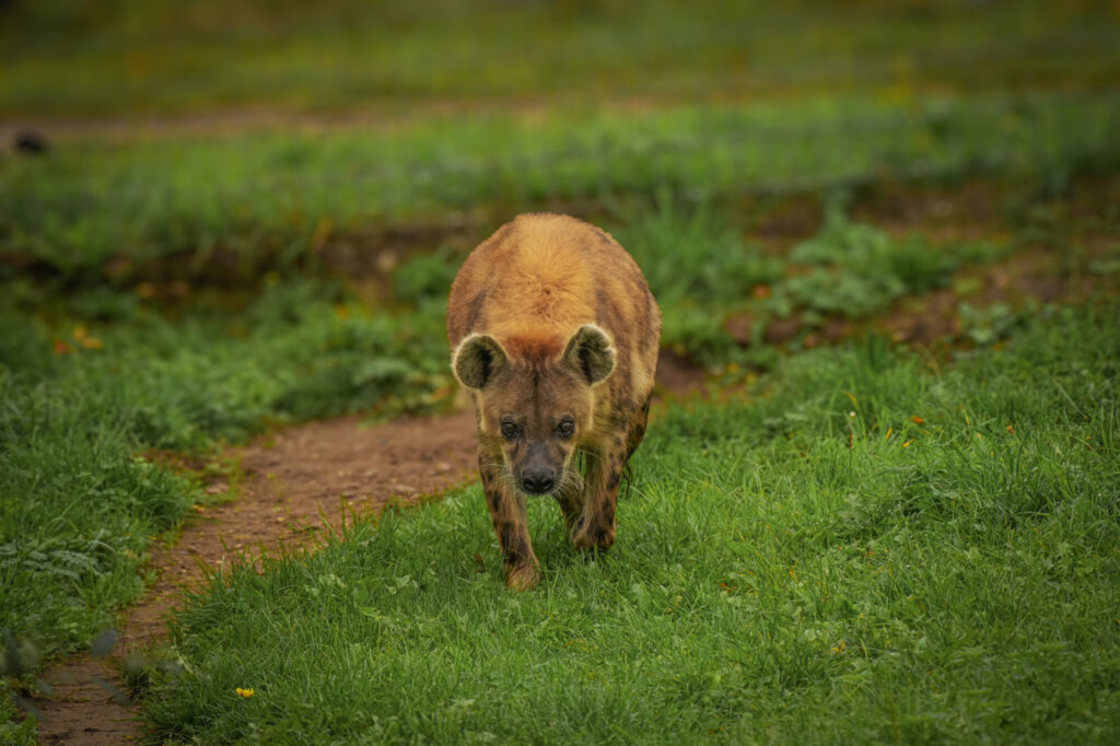 Who is The New Hyena Noubia at Yorkshire Wildlife Park? Post image 42 Image name Speedy 19 the 42 image from the post Who is The New Hyena Noubia at Yorkshire Wildlife Park? in Yorkshire.com.