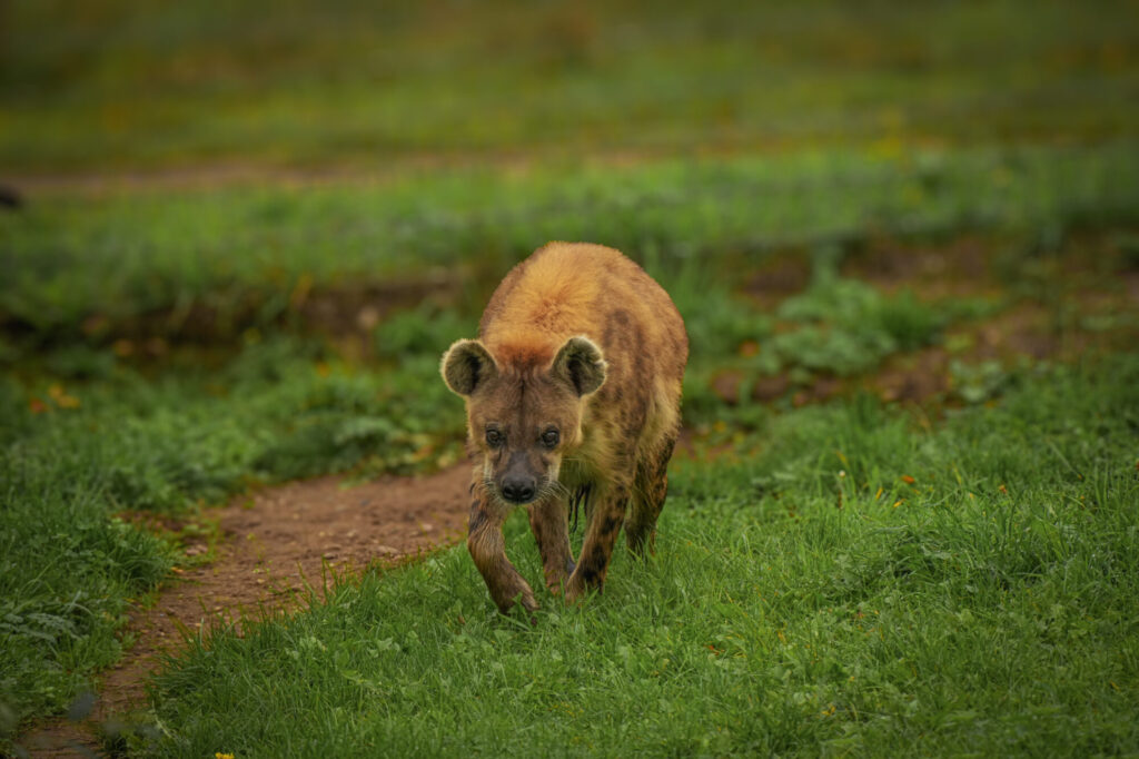 Who is The New Hyena Noubia at Yorkshire Wildlife Park? Post image 43 Image name Speedy 20 the 43 image from the post Who is The New Hyena Noubia at Yorkshire Wildlife Park? in Yorkshire.com.