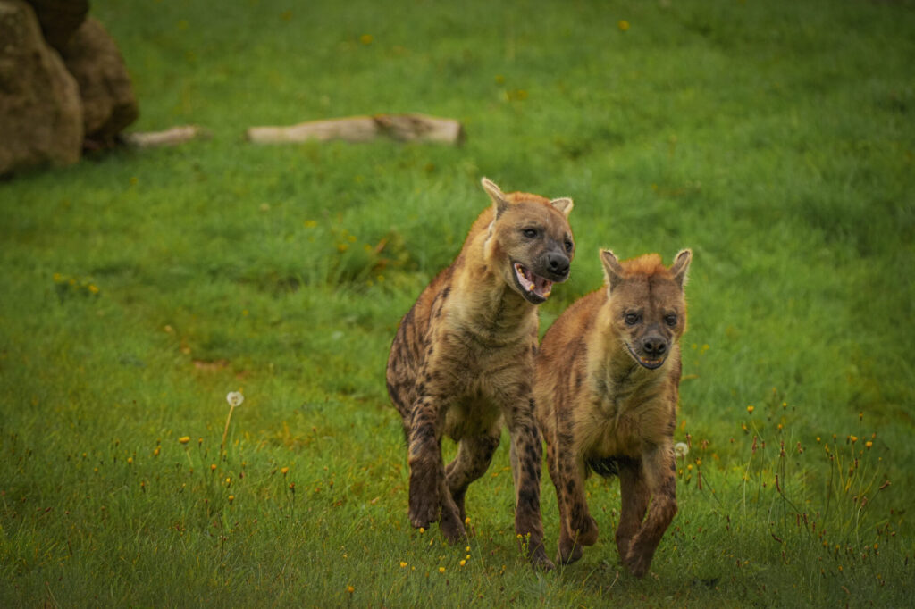 Who is The New Hyena Noubia at Yorkshire Wildlife Park? Post image 6 Image name Speedy Noubia Together 01 the 6 image from the post Who is The New Hyena Noubia at Yorkshire Wildlife Park? in Yorkshire.com.