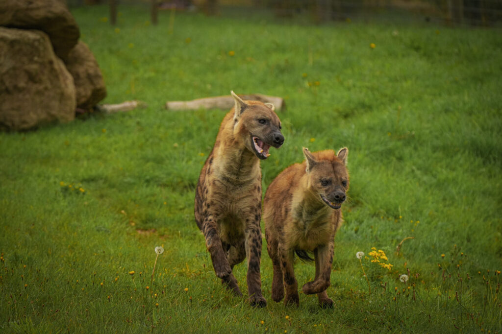 Who is The New Hyena Noubia at Yorkshire Wildlife Park? Post image 7 Image name Speedy Noubia Together 02 the 7 image from the post Who is The New Hyena Noubia at Yorkshire Wildlife Park? in Yorkshire.com.