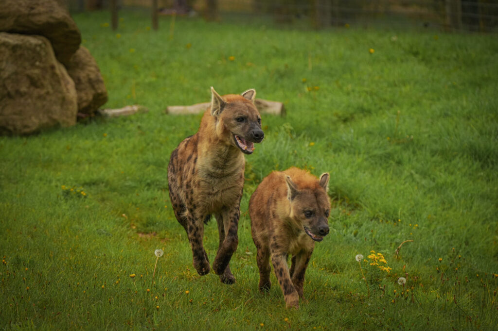 Who is The New Hyena Noubia at Yorkshire Wildlife Park? Post image 8 Image name Speedy Noubia Together 03 the 8 image from the post Who is The New Hyena Noubia at Yorkshire Wildlife Park? in Yorkshire.com.