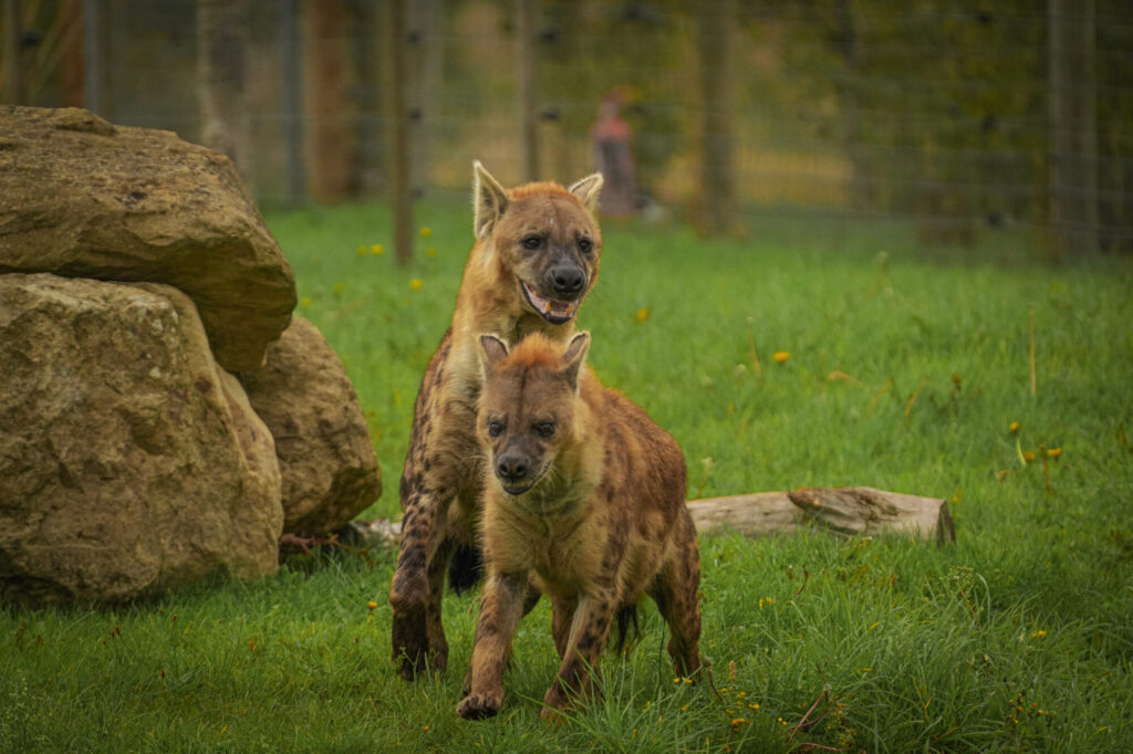 Who is The New Hyena Noubia at Yorkshire Wildlife Park? Post image 9 Image name Speedy Noubia Together 04 the 9 image from the post Who is The New Hyena Noubia at Yorkshire Wildlife Park? in Yorkshire.com.