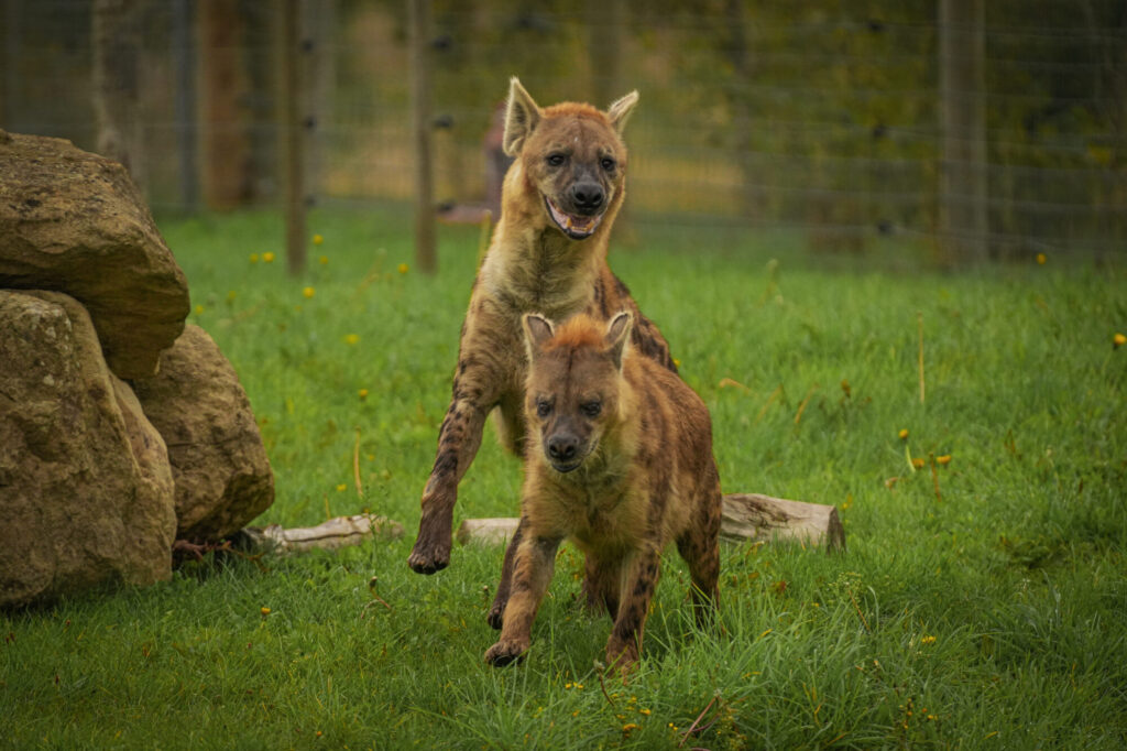 Who is The New Hyena Noubia at Yorkshire Wildlife Park? Post image 10 Image name Speedy Noubia Together 05 the 10 image from the post Who is The New Hyena Noubia at Yorkshire Wildlife Park? in Yorkshire.com.