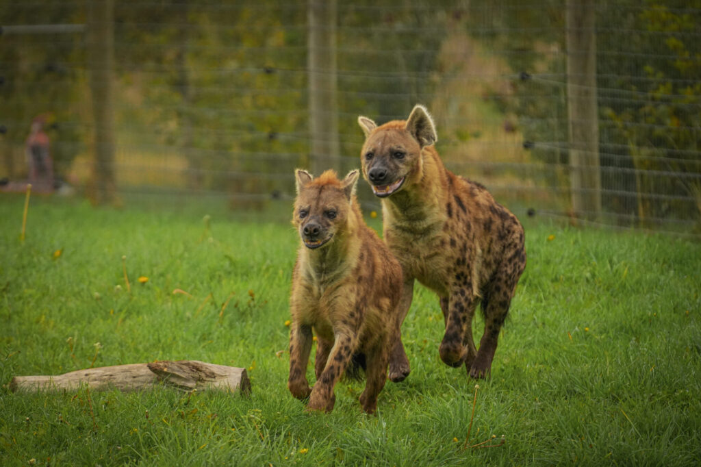 Who is The New Hyena Noubia at Yorkshire Wildlife Park? Post image 11 Image name Speedy Noubia Together 06 the 11 image from the post Who is The New Hyena Noubia at Yorkshire Wildlife Park? in Yorkshire.com.