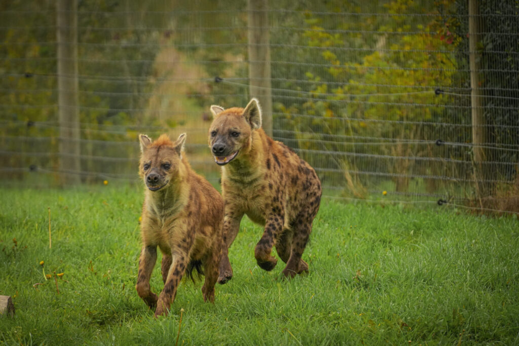 Who is The New Hyena Noubia at Yorkshire Wildlife Park? Post image 12 Image name Speedy Noubia Together 07 the 12 image from the post Who is The New Hyena Noubia at Yorkshire Wildlife Park? in Yorkshire.com.