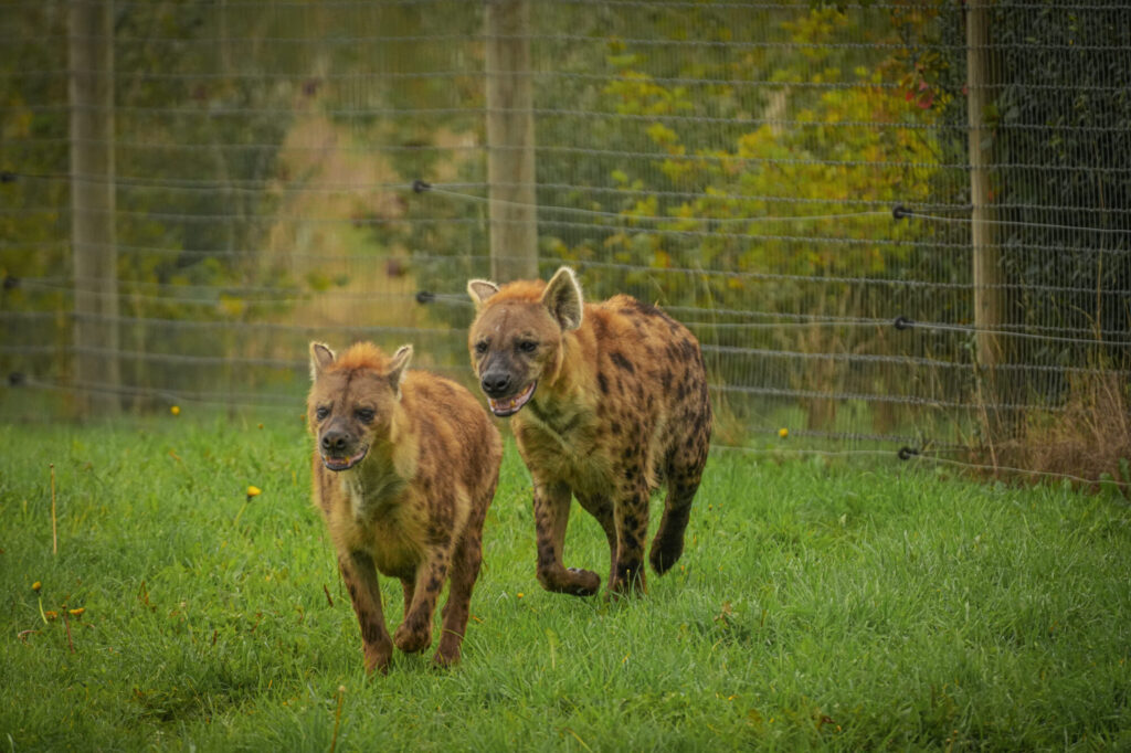 Who is The New Hyena Noubia at Yorkshire Wildlife Park? Post image 13 Image name Speedy Noubia Together 08 the 13 image from the post Who is The New Hyena Noubia at Yorkshire Wildlife Park? in Yorkshire.com.