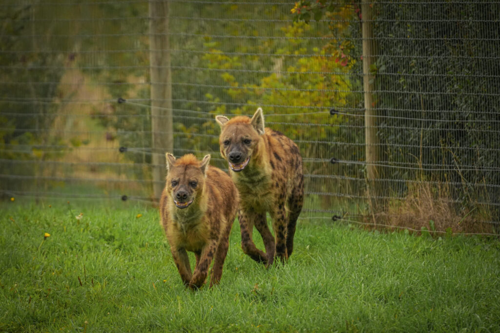 Who is The New Hyena Noubia at Yorkshire Wildlife Park? Post image 14 Image name Speedy Noubia Together 09 the 14 image from the post Who is The New Hyena Noubia at Yorkshire Wildlife Park? in Yorkshire.com.