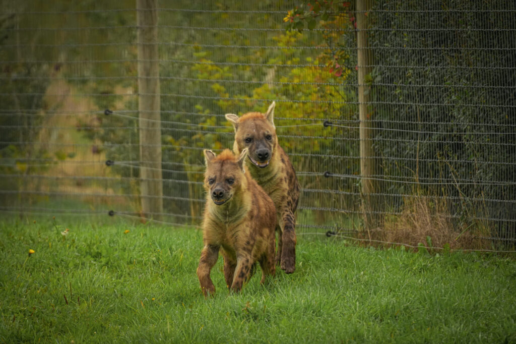 Who is The New Hyena Noubia at Yorkshire Wildlife Park? Post image 15 Image name Speedy Noubia Together 10 the 15 image from the post Who is The New Hyena Noubia at Yorkshire Wildlife Park? in Yorkshire.com.