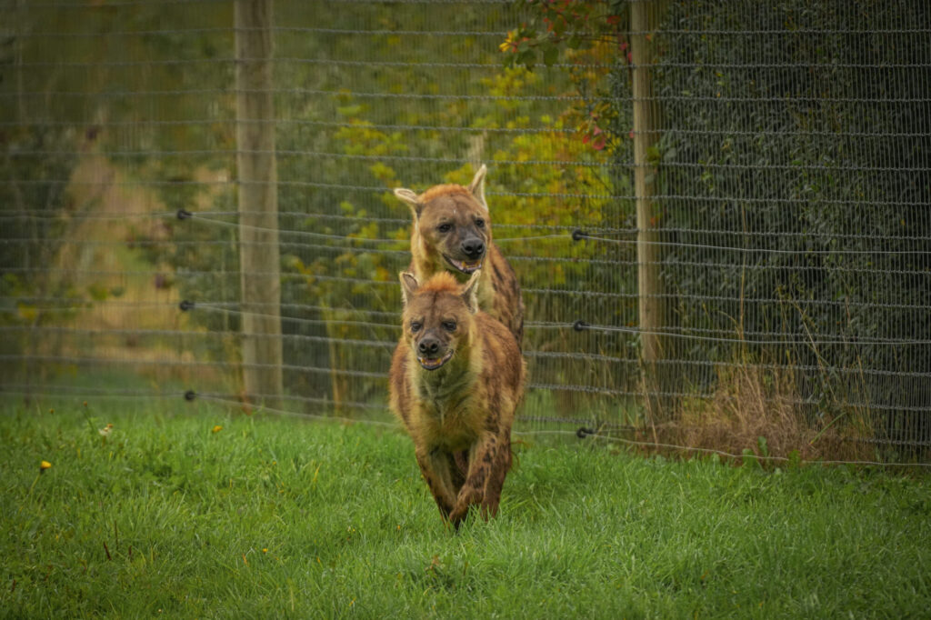 Who is The New Hyena Noubia at Yorkshire Wildlife Park? Post image 16 Image name Speedy Noubia Together 11 the 16 image from the post Who is The New Hyena Noubia at Yorkshire Wildlife Park? in Yorkshire.com.