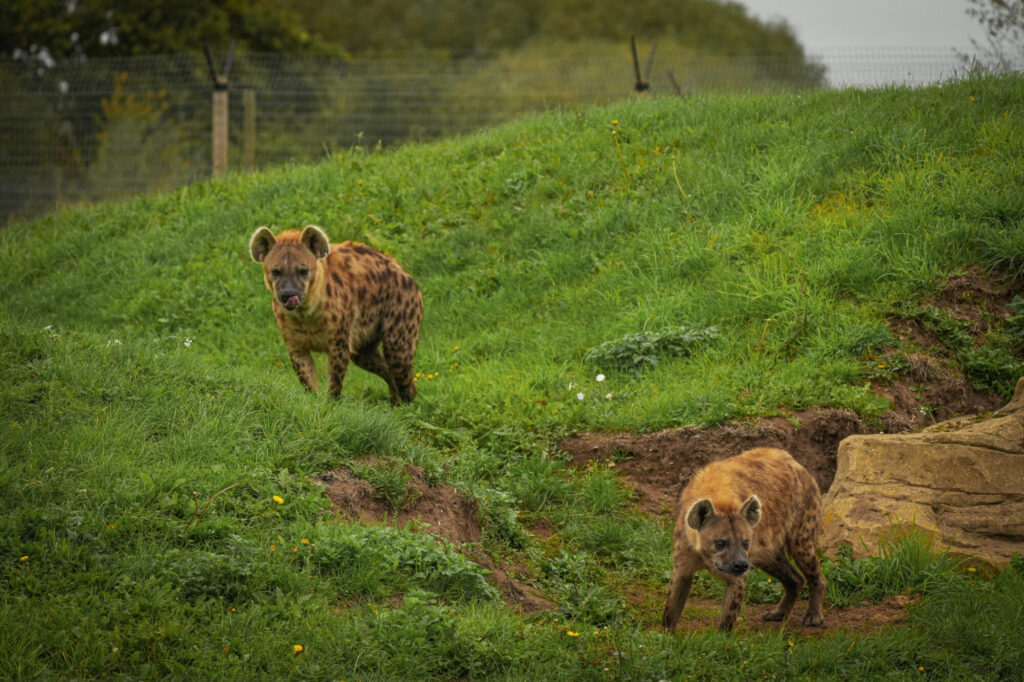 Who is The New Hyena Noubia at Yorkshire Wildlife Park? Post image 17 Image name Speedy Noubia Together 12 the 17 image from the post Who is The New Hyena Noubia at Yorkshire Wildlife Park? in Yorkshire.com.