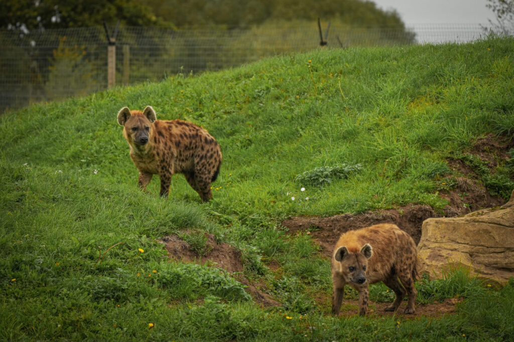 Who is The New Hyena Noubia at Yorkshire Wildlife Park? Post image 18 Image name Speedy Noubia Together 13 the 18 image from the post Who is The New Hyena Noubia at Yorkshire Wildlife Park? in Yorkshire.com.