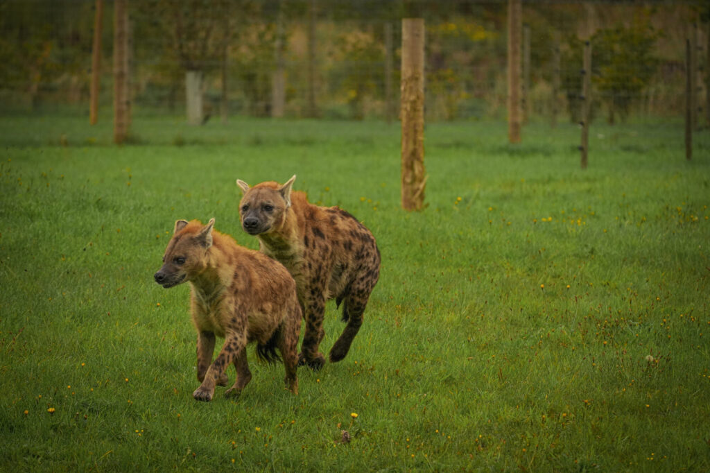 Who is The New Hyena Noubia at Yorkshire Wildlife Park? Post image 19 Image name Speedy Noubia Together 14 the 19 image from the post Who is The New Hyena Noubia at Yorkshire Wildlife Park? in Yorkshire.com.