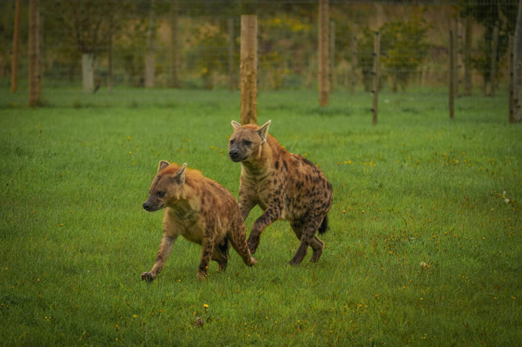 Who is The New Hyena Noubia at Yorkshire Wildlife Park? Post image 20 Image name Speedy Noubia Together 15 the 20 image from the post Who is The New Hyena Noubia at Yorkshire Wildlife Park? in Yorkshire.com.