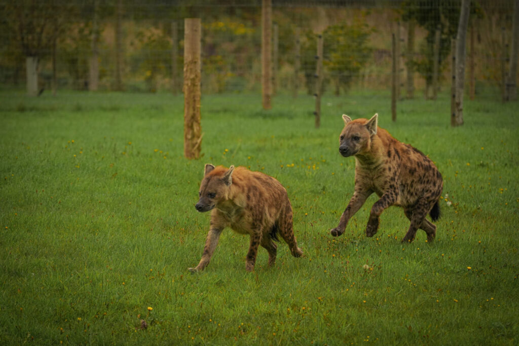 Who is The New Hyena Noubia at Yorkshire Wildlife Park? Post image 21 Image name Speedy Noubia Together 16 the 21 image from the post Who is The New Hyena Noubia at Yorkshire Wildlife Park? in Yorkshire.com.