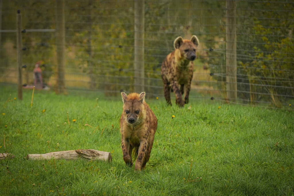 Who is The New Hyena Noubia at Yorkshire Wildlife Park? Post image 22 Image name Speedy Noubia Together 17 the 22 image from the post Who is The New Hyena Noubia at Yorkshire Wildlife Park? in Yorkshire.com.