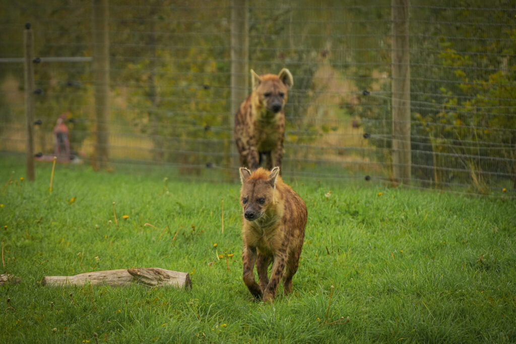 Who is The New Hyena Noubia at Yorkshire Wildlife Park? Post image 23 Image name Speedy Noubia Together 18 the 23 image from the post Who is The New Hyena Noubia at Yorkshire Wildlife Park? in Yorkshire.com.