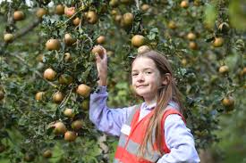 What Is The Yorkshire Apple Day Event For Bradford Schoolchildren? Post image 1 Yorkshire apple day