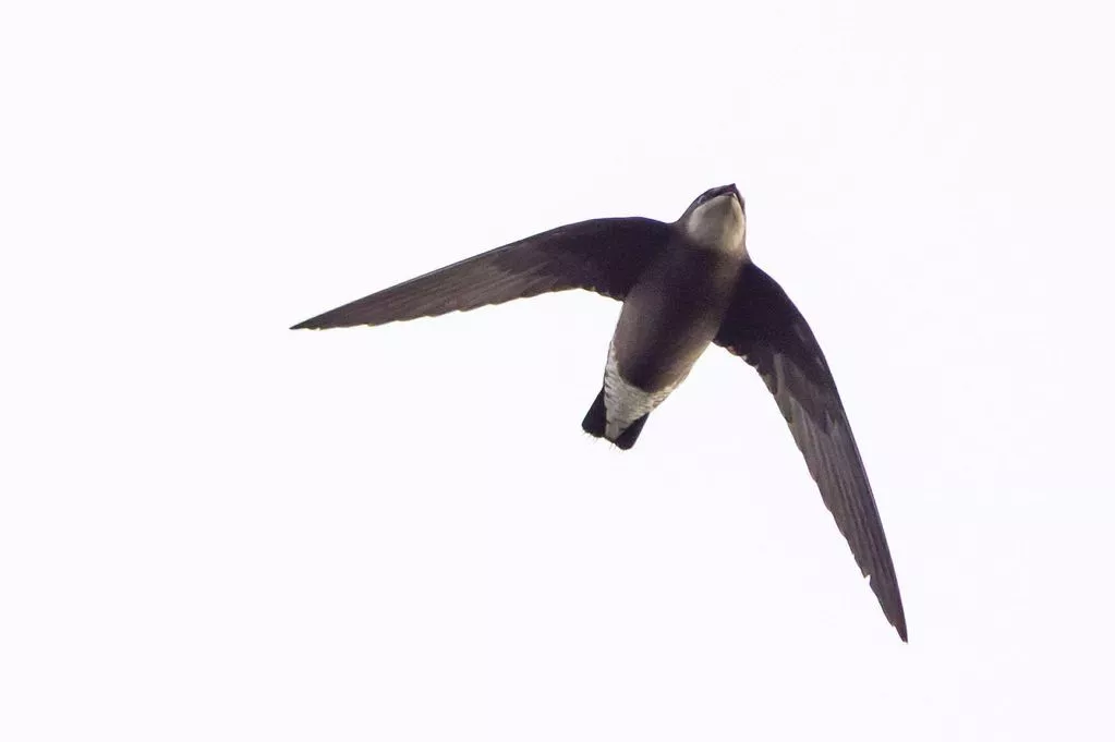 Rare White-throated Needletail Sighting In East Yorkshire Post image 1 rare bird in Yorkshire