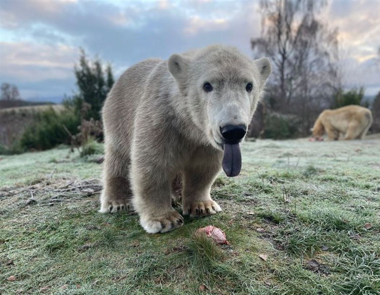 Brodie The Polar Bear Moving To Yorkshire Wildlife Park To Meet His Brother Hamish? Post image 1 Image name Brodie the polar bear the 1 image from the post Brodie The Polar Bear Moving To Yorkshire Wildlife Park To Meet His Brother Hamish? in Yorkshire.com.