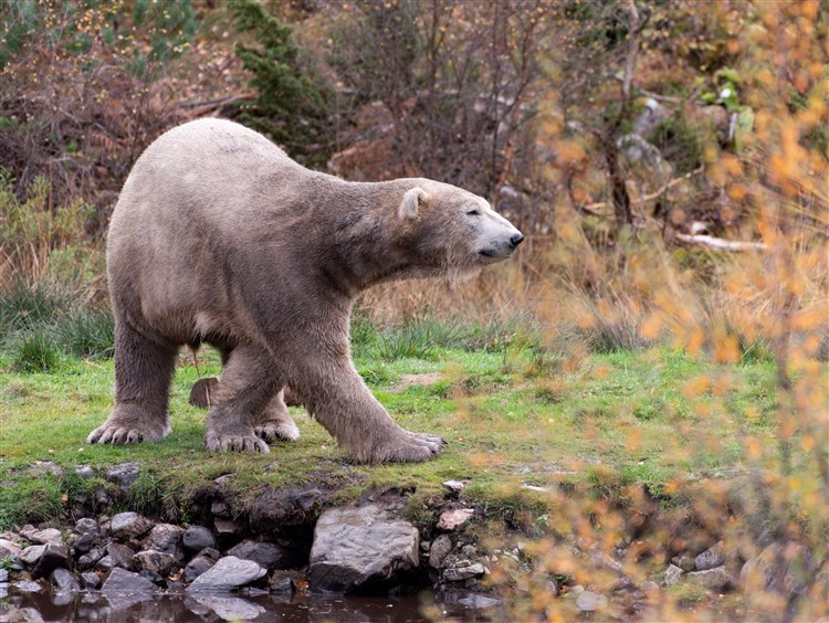 Brodie The Polar Bear Moving To Yorkshire Wildlife Park To Meet His Brother Hamish? Post image 2 Image name Brodie the 2 image from the post Brodie The Polar Bear Moving To Yorkshire Wildlife Park To Meet His Brother Hamish? in Yorkshire.com.