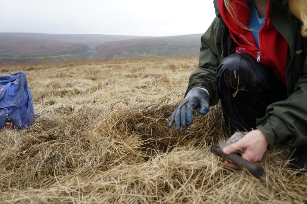 National Trust Restoration Project on Marsden Moor Post image 3 Image name DSC0920 the 3 image from the post National Trust Restoration Project on Marsden Moor in Yorkshire.com.