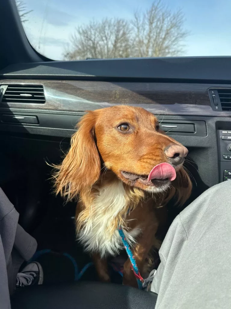 The Yorkshire Electrician With A Paw Fect Cocker Spaniel Assistant Named Koda? Post image 1 Koda
