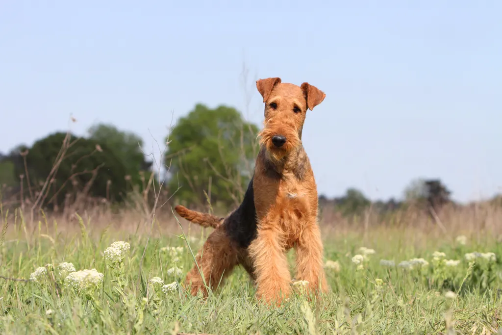 What Is The Airedale Terrier And Why Is It The King of Terriers? Post image 1 Image name Yorkshire dogs the 1 image from the post What Is The Airedale Terrier And Why Is It The King of Terriers? in Yorkshire.com.