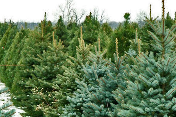 Image name christmas tree highlight the 2 image from the post Scampston Christmas Fair This Weekend? in Yorkshire.com.