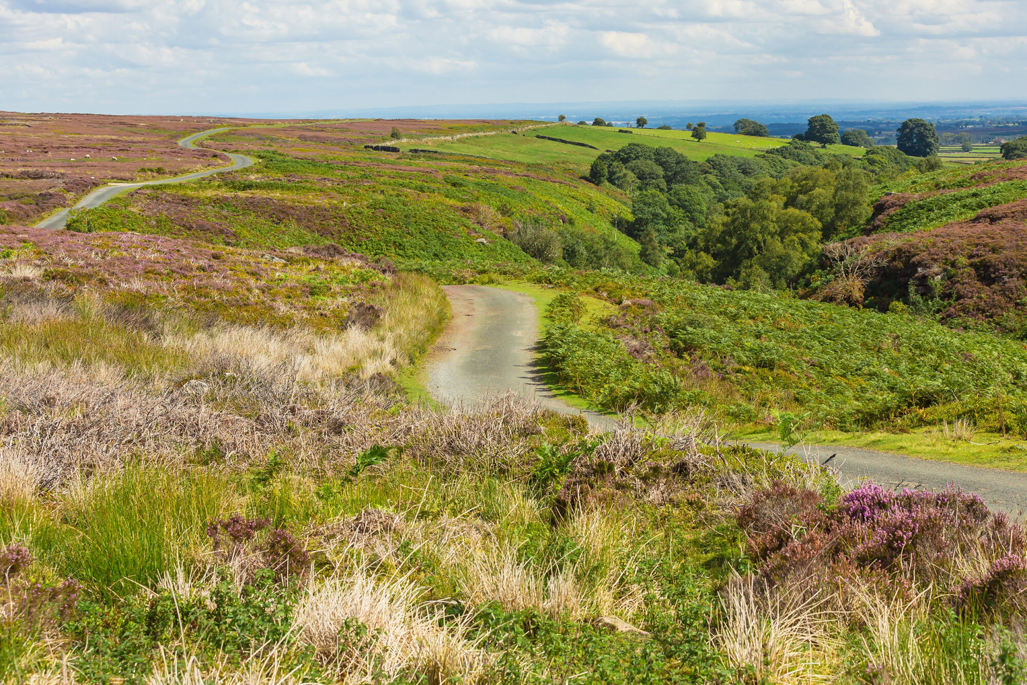 Image name dallowgill nidderdale heather grouse moor the 12 image from the post Laverton, North Yorkshire in Yorkshire.com.