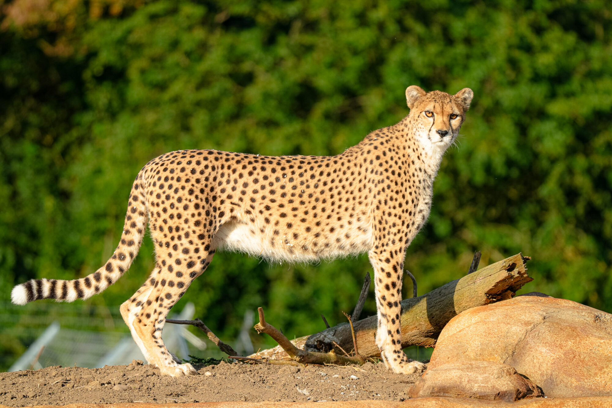 Image name DSC00037 the 5 image from the post How Is Yorkshire Wildlife Park Helping To Save The Cheetah In Africa? in Yorkshire.com.