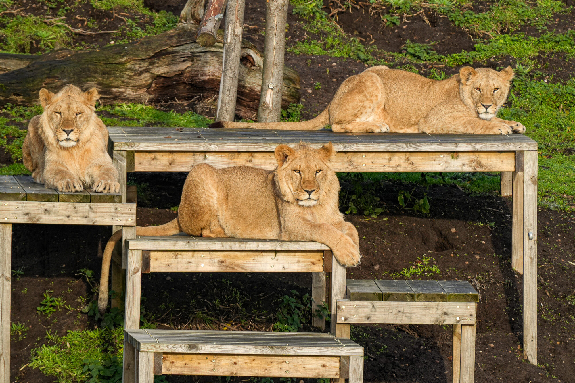 Image name DSC00776 the 4 image from the post What Happened To The Rescued Lions at Yorkshire Wildlife Park? in Yorkshire.com.