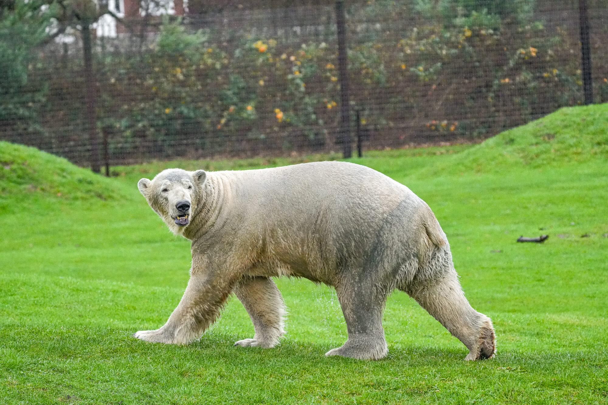 Image name DSC01810 the 6 image from the post What's Happening With the Polar Bears at Yorkshire Wildlife Park? in Yorkshire.com.