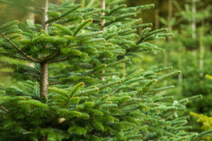 Book Giveaway: A pen dipped in poison by J.M. Hall Page image 45 Image name christmas tree fresh the 30 image from the post Book Giveaway: A pen dipped in poison by J.M. Hall in Yorkshire.com.