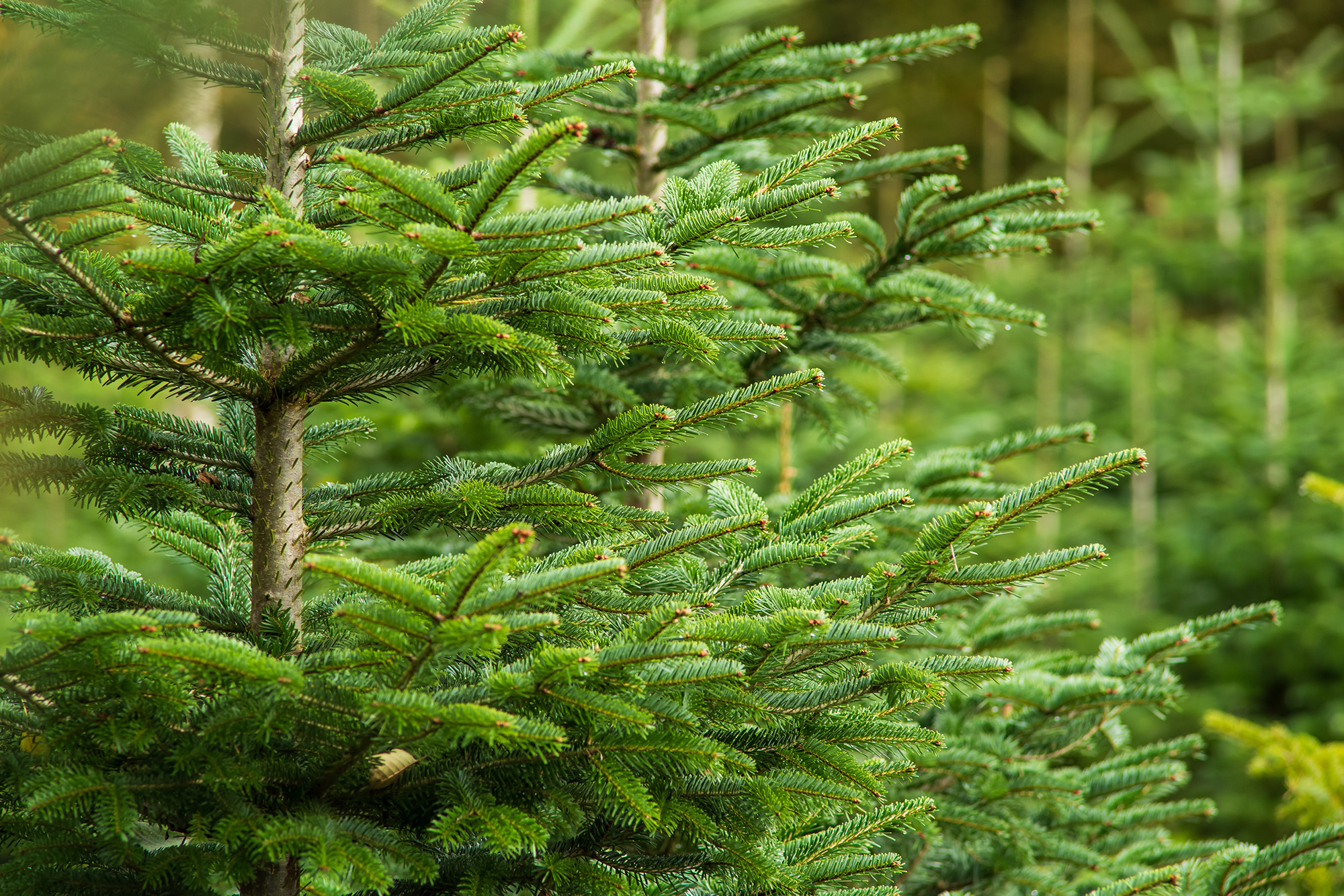 Image name christmas tree fresh the 1 image from the post Christmas Tree Tips From RHS Harlow Carr in Yorkshire.com.